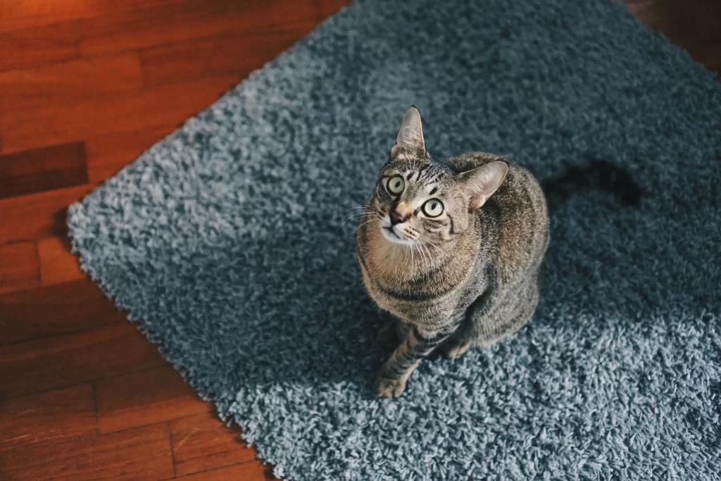 How To Deep Green Clean Your Carpets